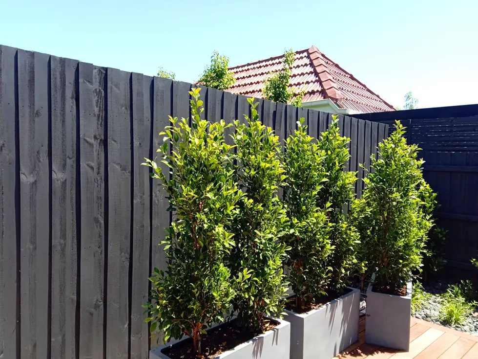 Black fence behind green planter hedges